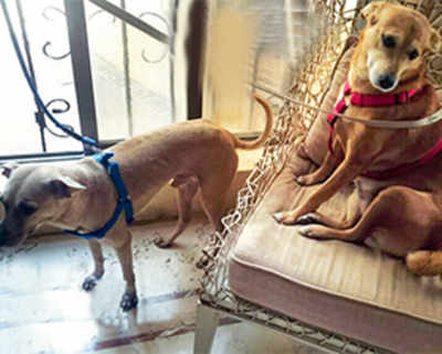 It could be a dog’s life for Hema’s pets