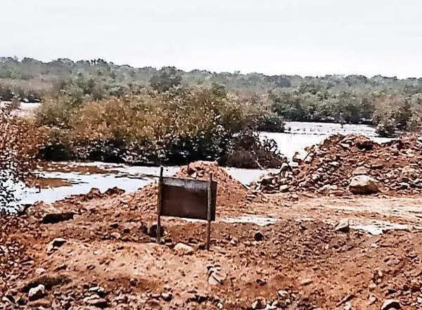 ‘Debris dumping destroyed 160 acres of mangroves in Raigad, Thane & Palghar’