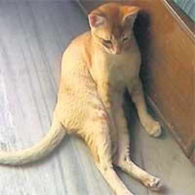 Stray cat stabbed to death in Santacruz