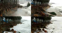 Visakhapatnam: Coconut trees meant for beautification are falling due to soil erosion at RK Beach 