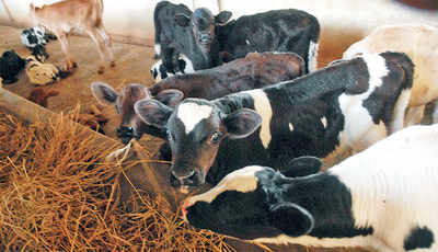 Court steps in to save cows