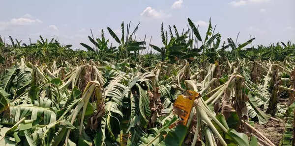 Summer rain, gale aggravate losses of banana farmers