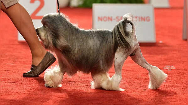 Lowchen- $10,000 and $13,000