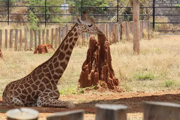Star giraffe Shivani dies at BBP