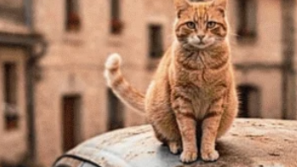Cats or cars, what should matter more?