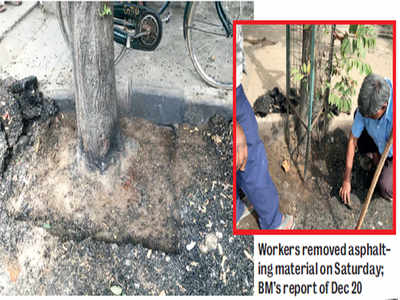 BBMP gives trees their space