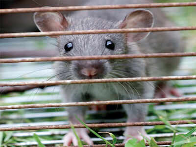 Rats! So that’s causing Bengaluru’s power outages