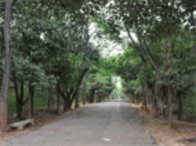 Kadugodi plantation on road to be officially restored as a forest