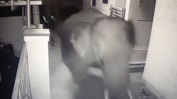 Wild elephants enter village near Dharmapuri