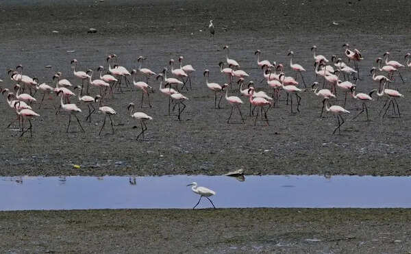 World Migratory Bird Day: Activist Hold Silent March to Save Flamingo Lakes