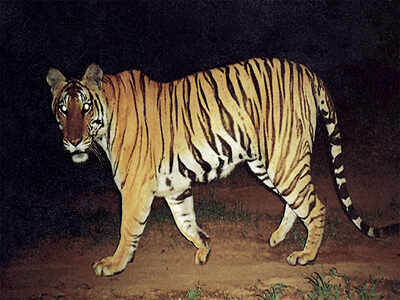 Researchers find new method to assess tiger population