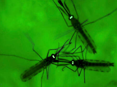 Need to go natural, mosquitoes resistant to artificial repellents
