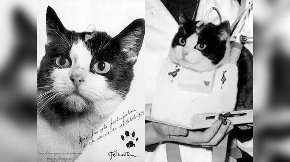 Animals that have been sent to space