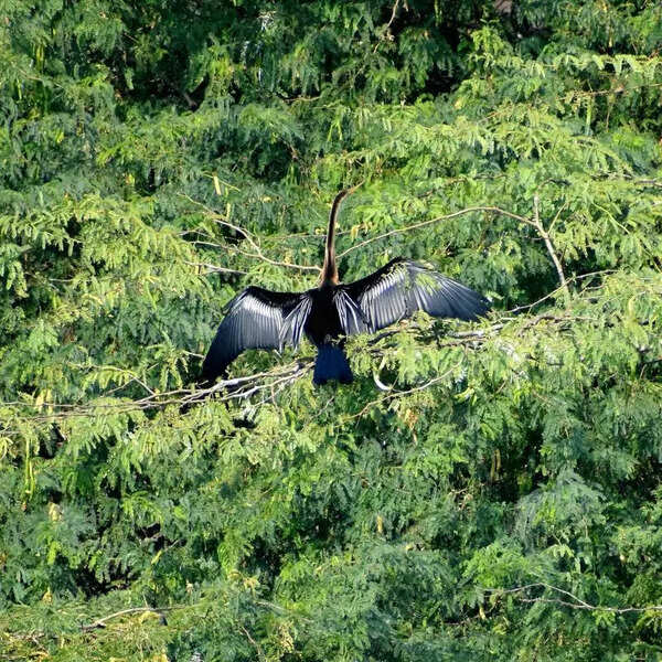 PM announces Ramsar status for Patna Bird Sanctuary in Etah