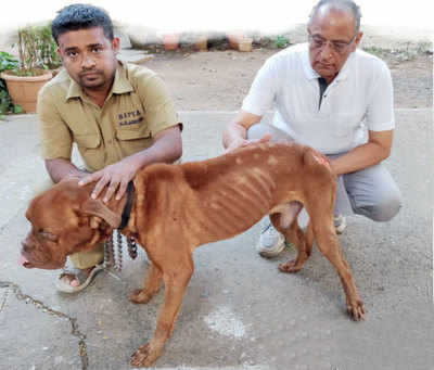 parel hospital for dogs