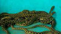Russell's viper gives birth to 33 snakelets at Coimbatore zoo 