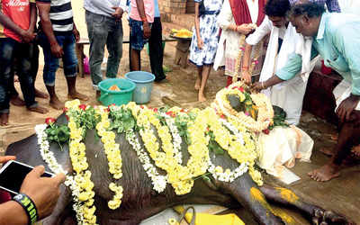 Karnataka: Kambala loses a warrior