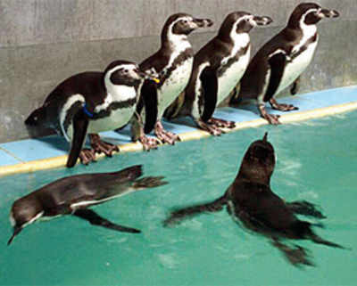 ‘Won’t allow penguin exhibit till probe’s over’