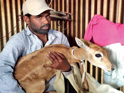 Female blackbuck rescued in the city