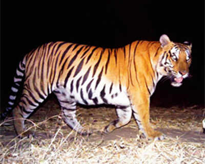 Flawed research method puts 30 per cent tiger rise in doubt