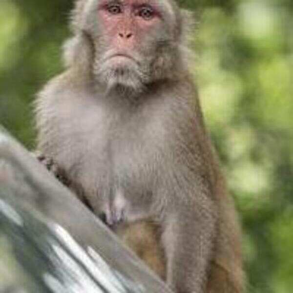 Forest dept ropes in villagers to curb monkey menace in Trichy ranges