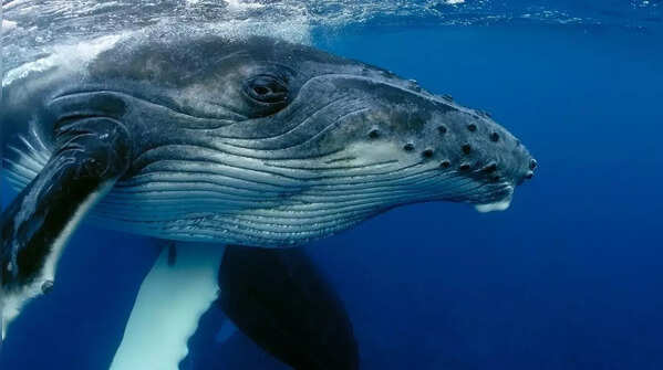 Bowhead Whale