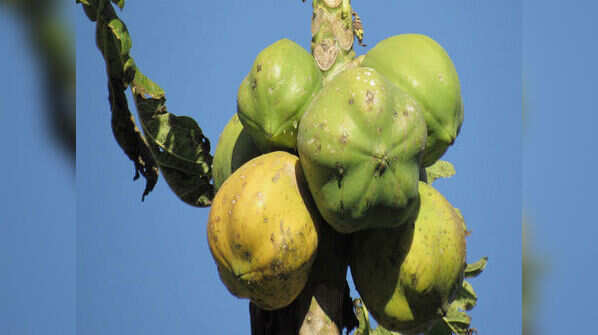 Papaya