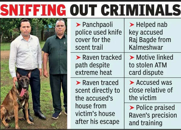 Raven Sniffs Killer’s Trail, Cops Solve Murder In 2 Hrs