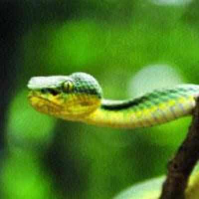 Bamboo Pit Viper released in the wild