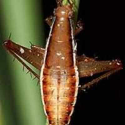 Leaproach: Scientist find jumping cockroach