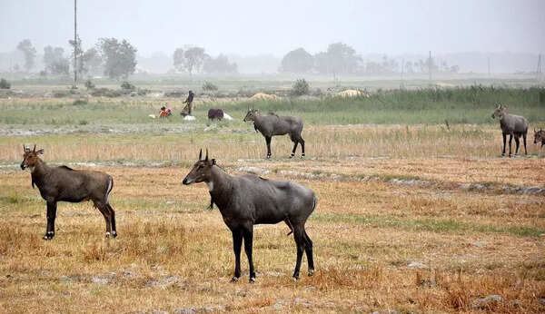 Farmers turn to tech to keep nilgais at bay