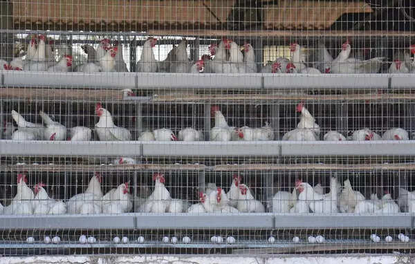 LPG crunch forces poultry vendors in Bengaluru to drop ‘naati koli’ from festive demand list