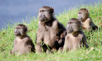 Baboons help trace evolution of human voice
