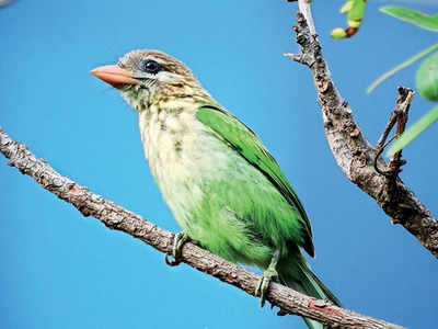 Ever Changing Moods: Barbets of Bengaluru