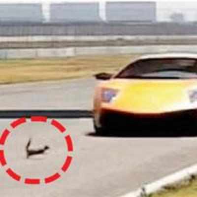 Squirrel vs Lamborghini: Little wonder crosses path of car speeding at 100mph