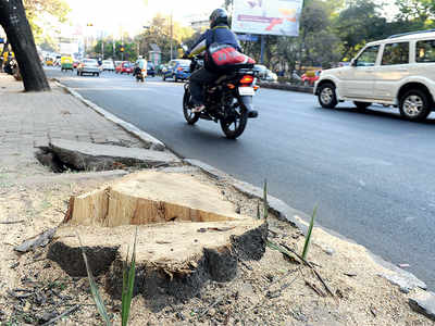 In the dead of the night, 2 trees dealt clean blow