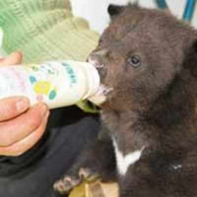 It's nappies for bed-wetting cub