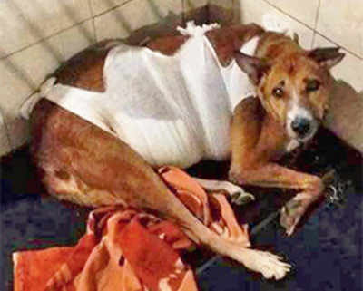 Dog lies in hospital as animal bodies bicker