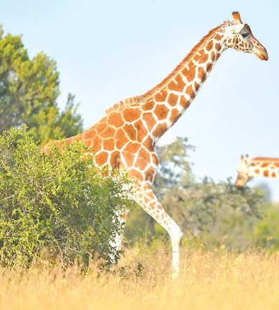 Giraffe, zebra to join Pilikula family