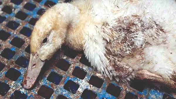 First made-in-India duck plague vaccine launched