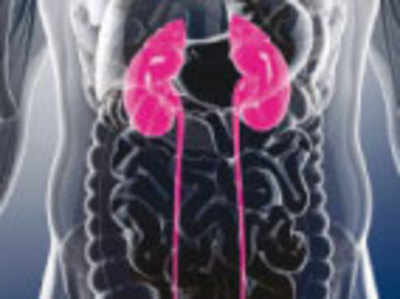 Potential new therapy approaches to reverse kidney damage identified