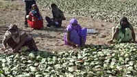 Rajasthan: Tendu leaves growers get means of livelihood back amid lockdown 4.0 