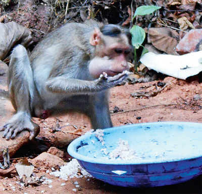 Bantwal farmer feeds monkeys to save his crop