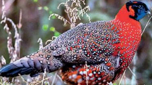 Rare bird spotted in Darjeeling sanctuary