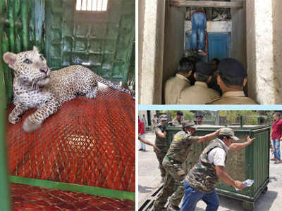 Leopard strays into SRPF campus near Aarey, trapped