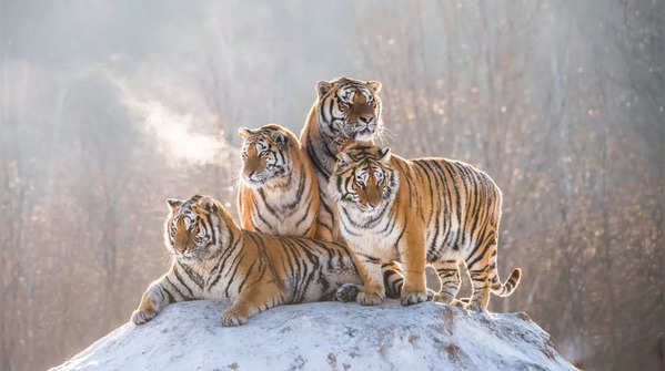 Tigers