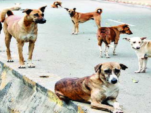 Cases of dog bite spiral, but BBMP won’t admit it