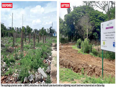 40+ saplings nipped in the bud in Alahalli