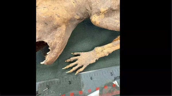 Mysterious creature with 'humanoid' hands found mummified at a ...