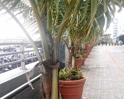 Tree Authority demands BMC inquiry into green norms violation by mall